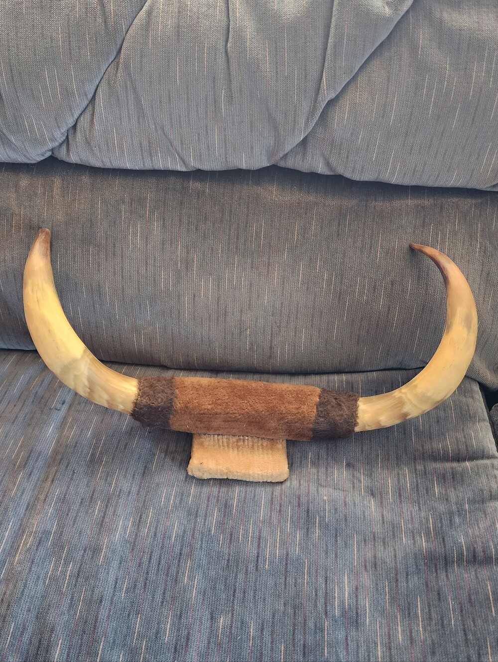 Bull Horn